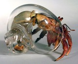 Blown Glass Hermit Crab Shells