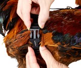 Chicken Harnesses