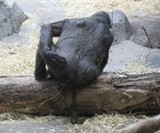 Gorilla Shit