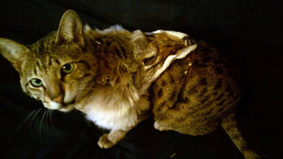 Coyote Face Pet Harness Coyote Face Pet Harness