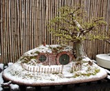 Bilbo Baggins Bonsai Home