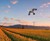 Flying Hawk Kite Bird Deterrent