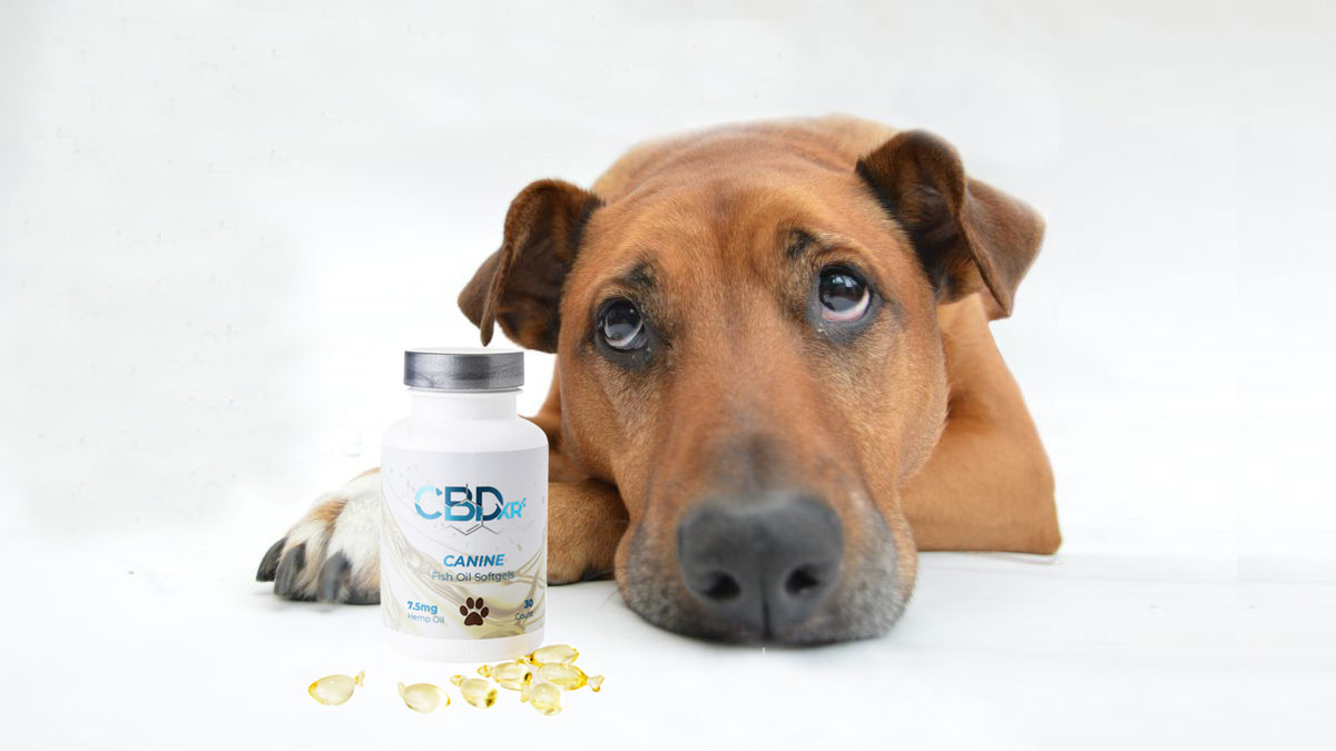 CBDxr Canine - CBD for Pain & Anxiety in Dogs