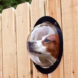 Pet Peek Dog Window Pet Peek Dog Window