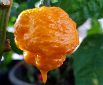 Scotch Brains Hot Pepper Seeds Scotch Brains Hot Pepper Seeds