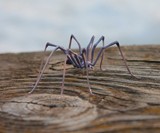 Glass Symphony Glass-Blown Spiders