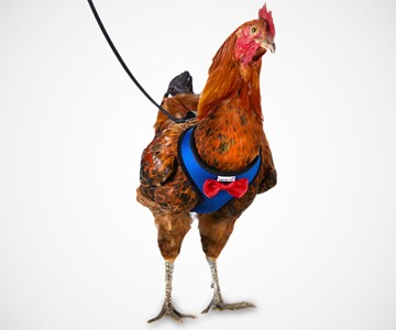 Chicken Harness Chicken Harness