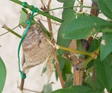 Praying Mantis Egg Hatching