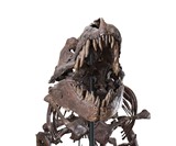 Real Partial T-Rex Skeleton
