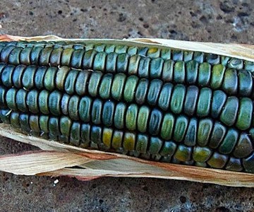 Oaxacan Green Dent Corn Oaxacan Green Dent Corn
