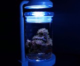 Desktop Saltwater Aquarium