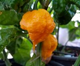 Scotch Brains Hot Pepper Seeds