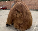 Ultra-Realistic Orangutan Costume