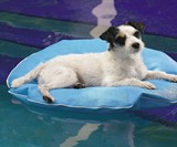 Dog Pool Float & Lounger