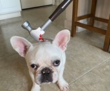 Bloody Weapon Pet Halloween Costumes