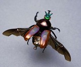 Steampunk Insects