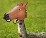 Horse Head Squirrel Feeder