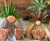Gnome Planter Gnome Planter