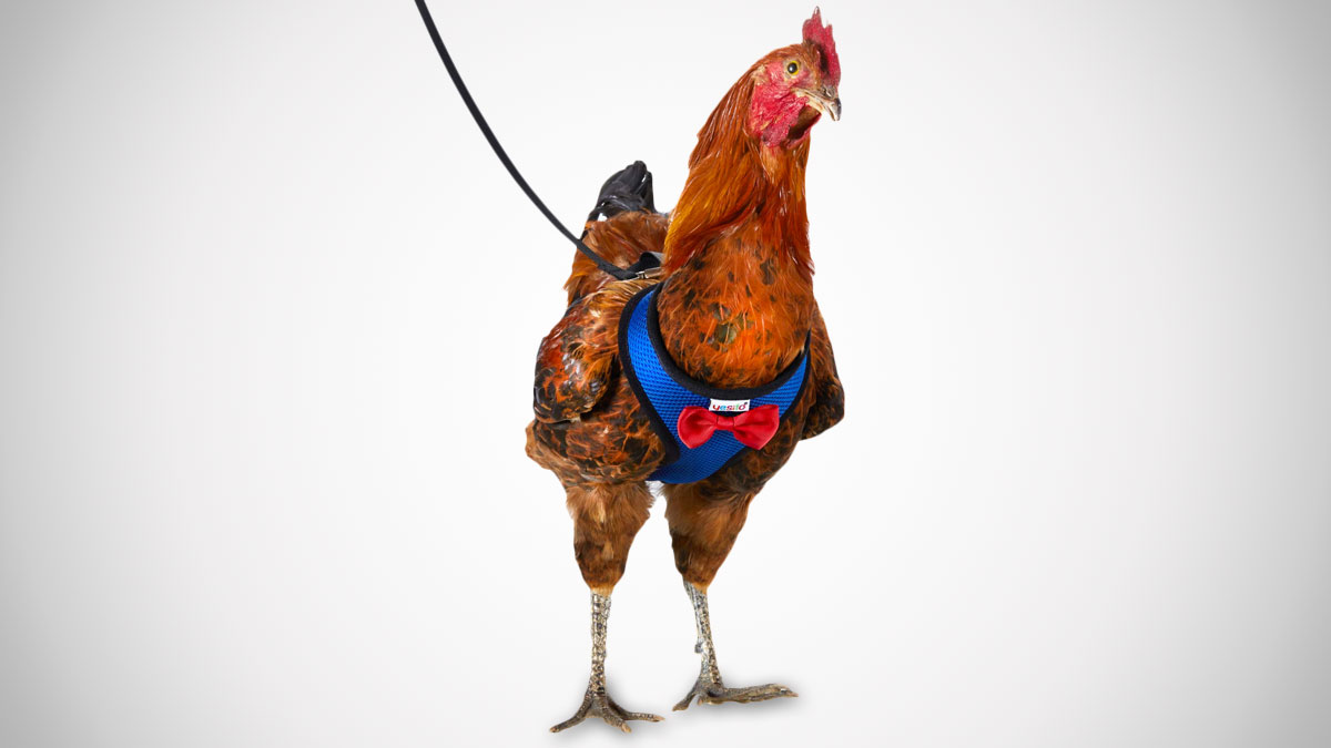 Chicken Harnesses