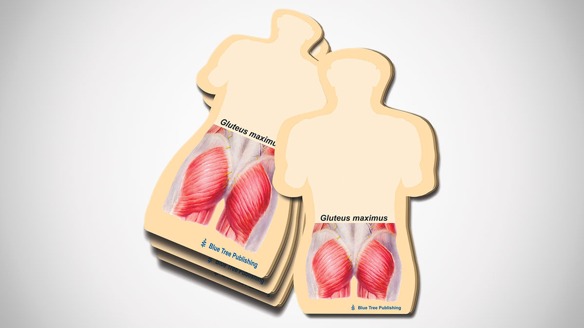 Gluteus Maximus Sticky Notes Gluteus Maximus Sticky Notes