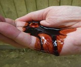 Dragon's Blood Medicinal Tree Sap
