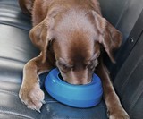 Kurgo No-Spill Travel Dog Water Bowl