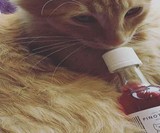 Apollo Peak Cat Wine
