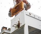Loll Bee Hive