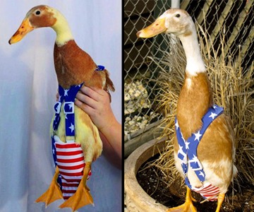 Patriotic Duck Diaper Patriotic Duck Diaper