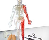 Squishy Human Body 3D Puzzle