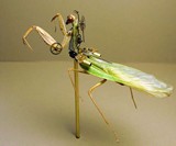 Steampunk Insects