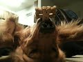 Dog Balancing Treats