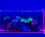 Voodoo Tanks - Aquariums with Glowing Edges