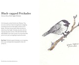 The Field Guide to Dumb Birds of North America