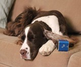 Pet Tunes Speaker with Calming Canine Music