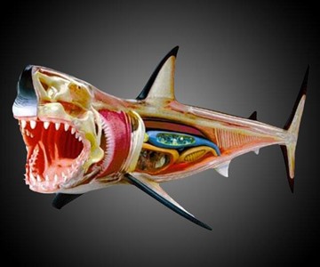 4D Vision Anatomy Models
