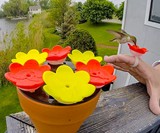 Hummingbird Ring Feeder