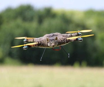 Taxidermy Animal Drones Taxidermy Animal Drones