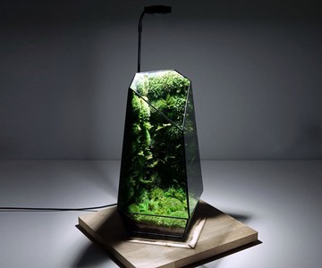 TerraLiving Preserved Moss Terrariums