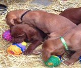 Schnuzzle - Scent-Based Dog Toy