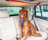 Happy Ride Backseat Dog Zipline