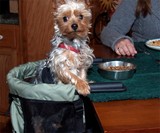 Dog High Chair