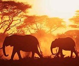 Private Jet Tour of Africa