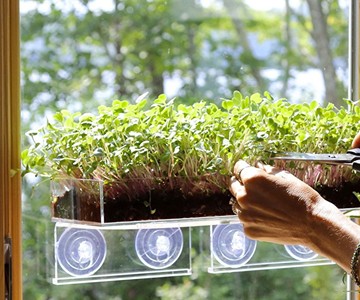 Grow 'n' Serve Microgreen Kits