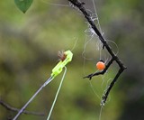 Catch-A-Lure Fly Retriever