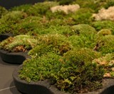 Moss Carpet - Living Bath Mat
