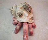 The Fingercrab