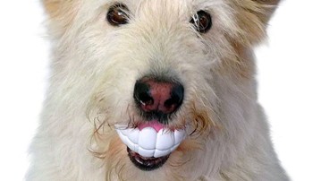 Humunga Chomp Dog Toy Humunga Chomp Dog Toy