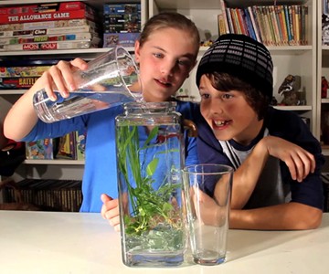 Self-Cleaning Aquarium