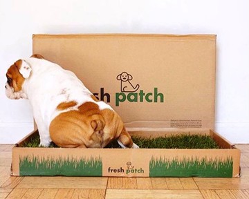 Fresh Patch - Real Grass Disposable Dog Potty Fresh Patch - Real Grass Disposable Dog Potty